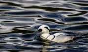 Ian Ashton - Smew